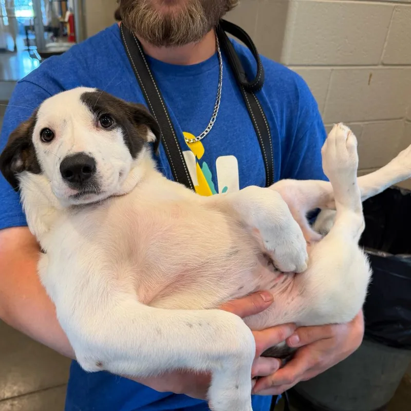 A baby large-sized female White / Cream Mixed Breed dog named Maddison for adoption in Wilmington, DE