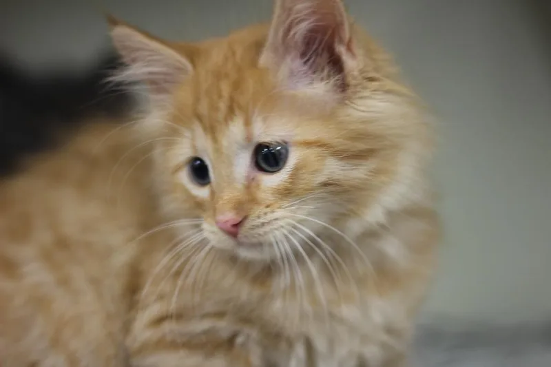 A baby small-sized male Domestic Short Hair cat named Pickles for adoption in Rockford, IL