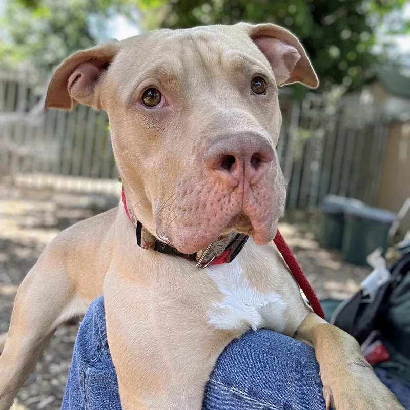 A baby large-sized male Pit Bull Terrier dog named Buster for adoption in Oakland, CA