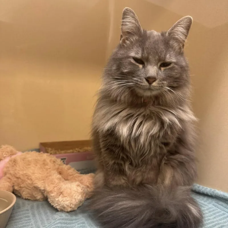 An adult small-sized female Gray / Blue / Silver Domestic Long Hair cat named Fluffy for adoption in Blue Ridge, GA