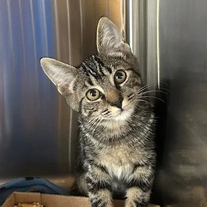 A baby small-sized male Domestic Short Hair cat named Root Beer for adoption in Knoxville, TN
