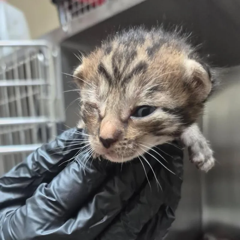 A baby small-sized male Brown / Chocolate Domestic Short Hair cat named Helsinki for adoption in Columbus, GA
