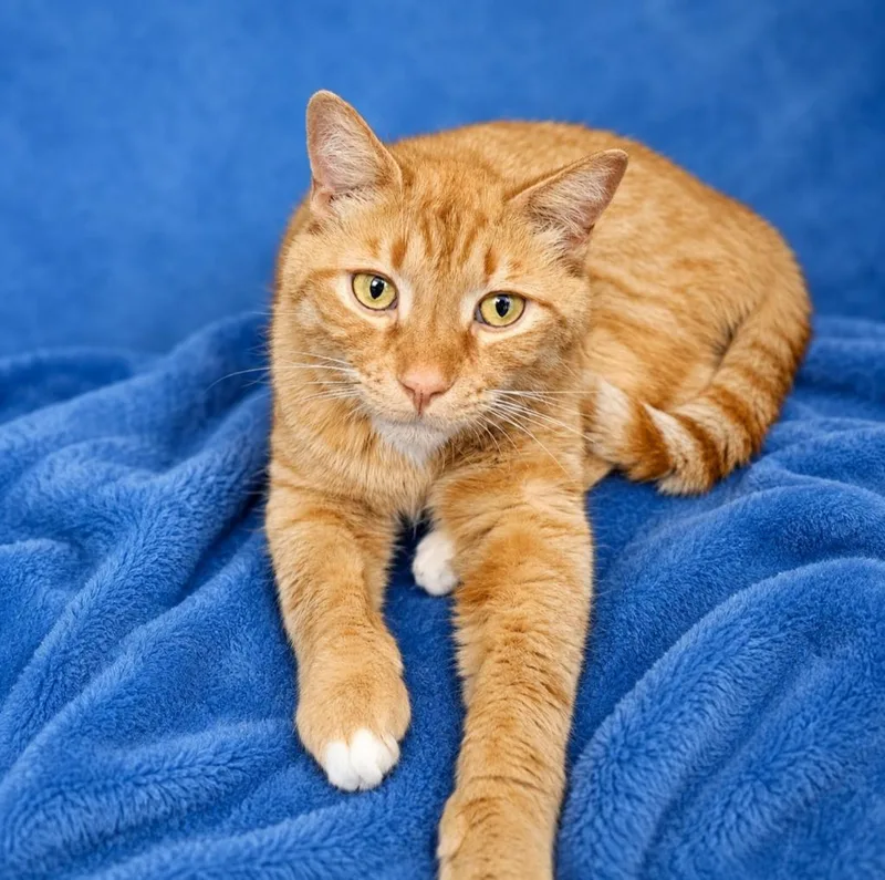 A young large-sized male Domestic Short Hair cat named Leo for adoption in Washington Court House, OH
