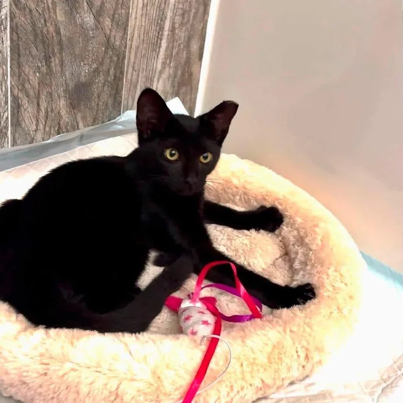 A baby small-sized male Black Domestic Short Hair cat named Ziggy for adoption in Long Island City, NY