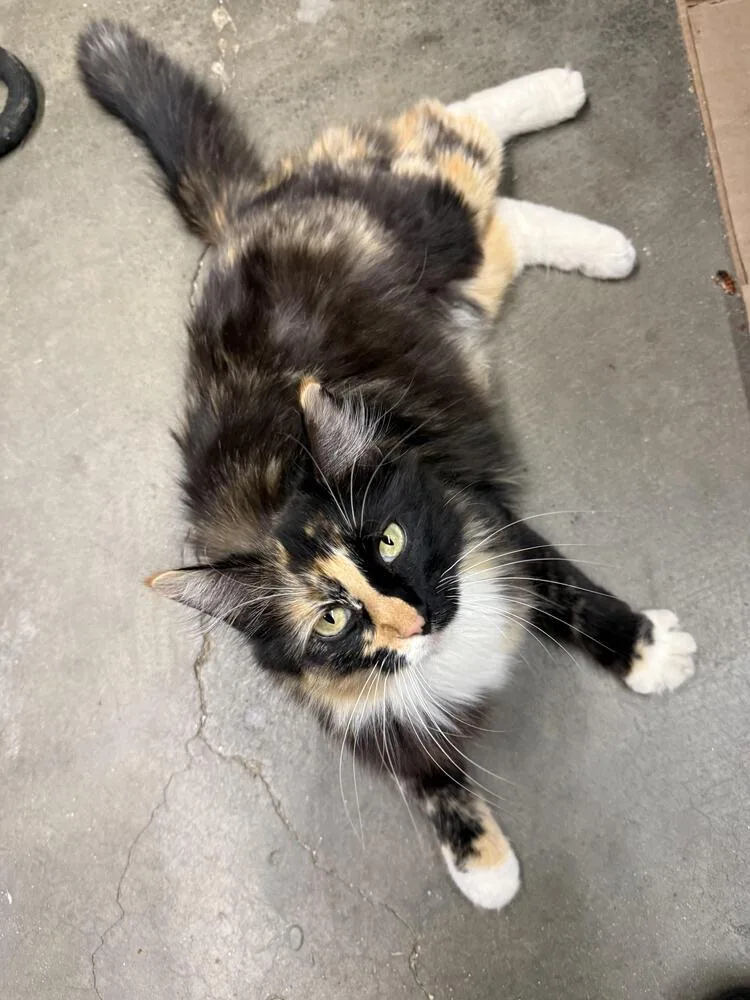 A young medium-sized female Domestic Long Hair cat named Willow for adoption in Lancaster, CA