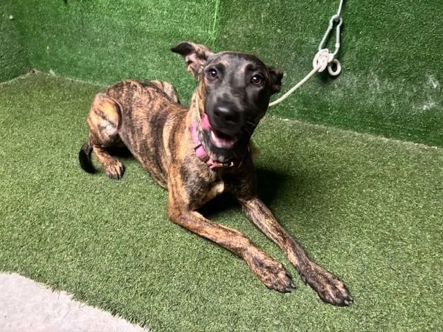 A young large-sized female Dutch Shepherd dog named Chana for adoption in Lancaster, CA