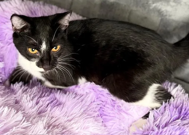 A young small-sized female Domestic Short Hair cat named Fig for adoption in Lynn Haven, FL