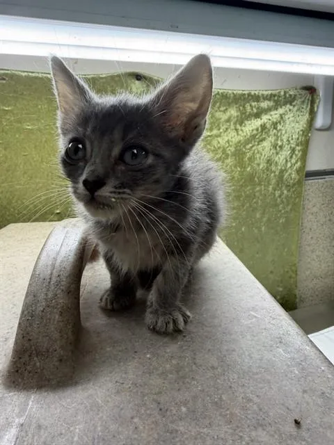 A baby small-sized male Domestic Short Hair cat named Jj for adoption in Riverside, CA
