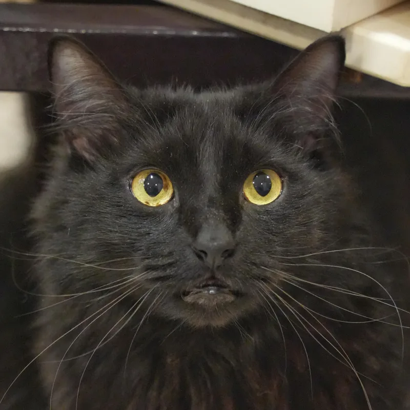 An adult large-sized male Black Domestic Long Hair cat named Bowser for adoption in Aiken, SC