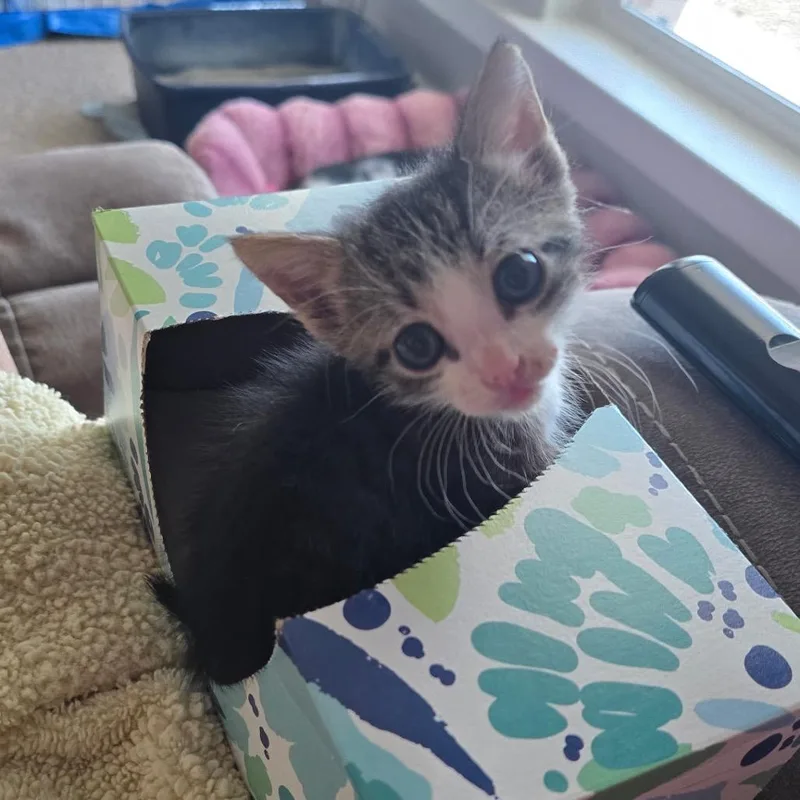A baby small-sized male Gray / Blue / Silver Domestic Short Hair cat named Jack for adoption in Midland, TX
