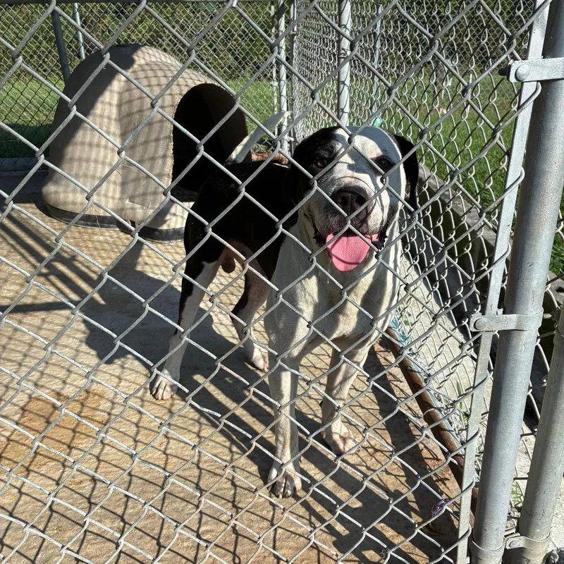 An adult large-sized male White / Cream English Bulldog dog named Chunk for adoption in Lyons, GA