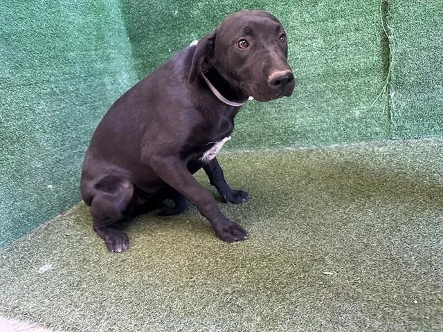 A young medium-sized female Labrador Retriever dog named Lily for adoption in Lancaster, CA