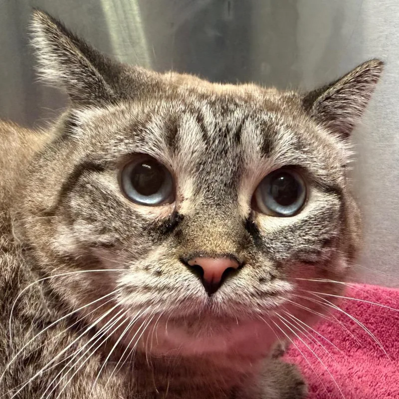 An adult extra large-sized female Siamese cat named Sashimi for adoption in Providence, RI