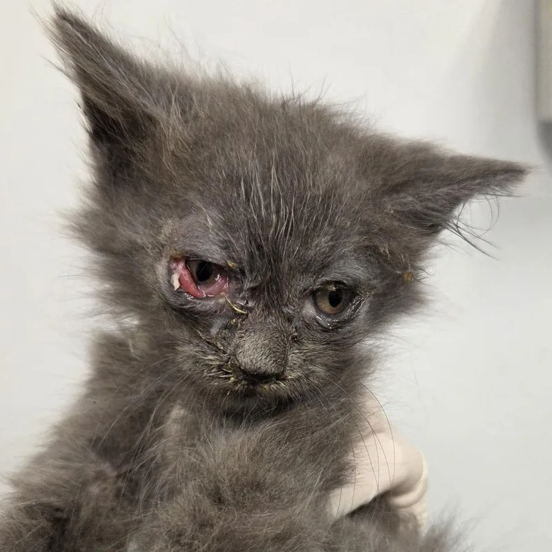 A baby small-sized male Gray / Blue / Silver Domestic Medium Hair cat named Caterina for adoption in Jacksonville, FL