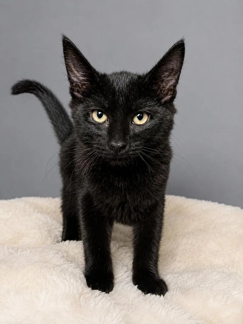 A baby small-sized male Domestic Medium Hair cat named Binx for adoption in Rio Linda, CA