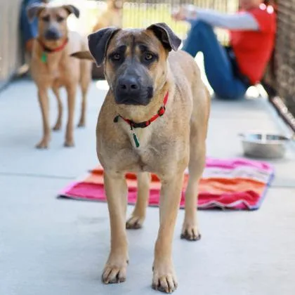 An adult large-sized female Brown / Chocolate Mixed Breed dog named Wynn for adoption in Atlanta, GA
