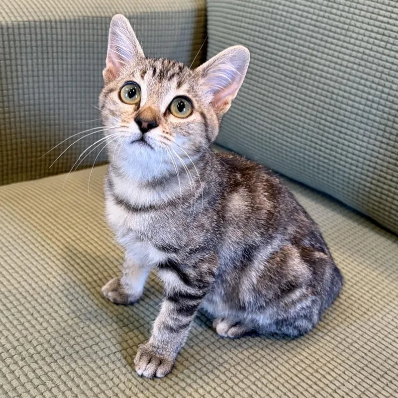 A baby small-sized female Torbie Domestic Short Hair cat named Salmonella for adoption in Costa Mesa, CA