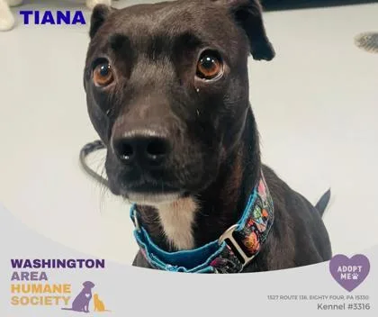 An adult medium-sized female Black Pit Bull Terrier dog named Tiana for adoption in Eighty Four, PA