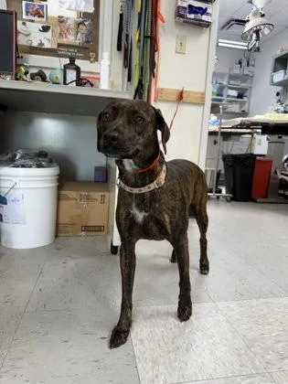 A young medium-sized female Brindle Plott Hound dog named Gemma for adoption in Inverness, FL