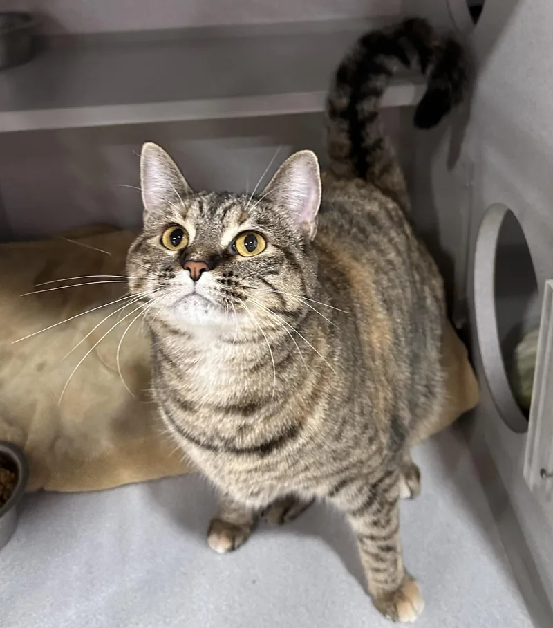 An adult large-sized female Domestic Short Hair cat named Guava for adoption in Webster City, IA