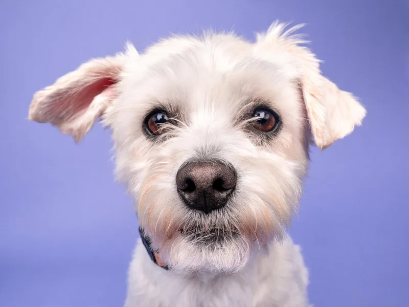 A young small-sized male Maltese dog named Garbanzo for adoption in Palo Alto, CA