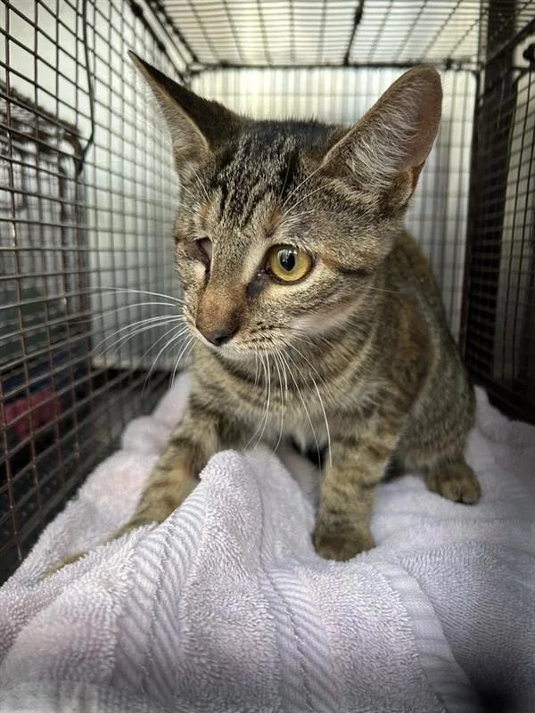 A young small-sized female Domestic Short Hair cat named Pinky for adoption in Austin, TX
