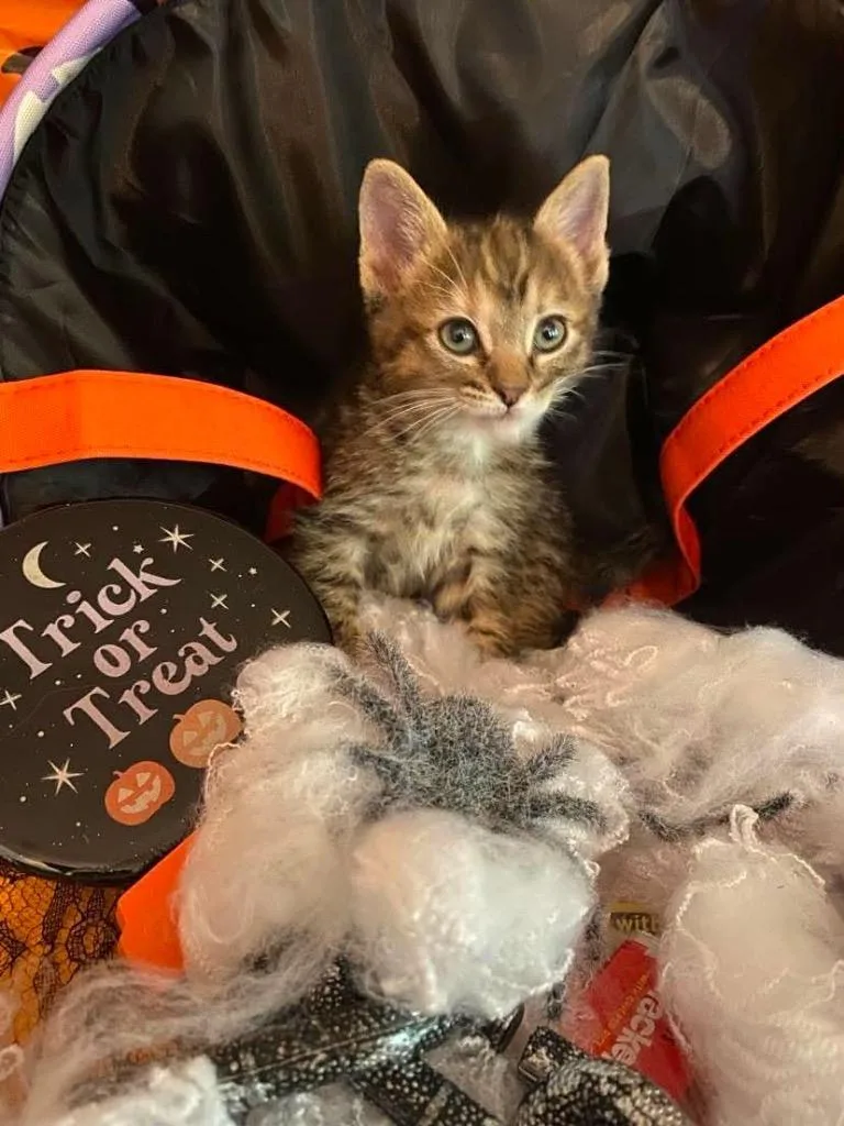 A baby small-sized male Domestic Short Hair cat named Chester Copperpot for adoption in Effingham, IL