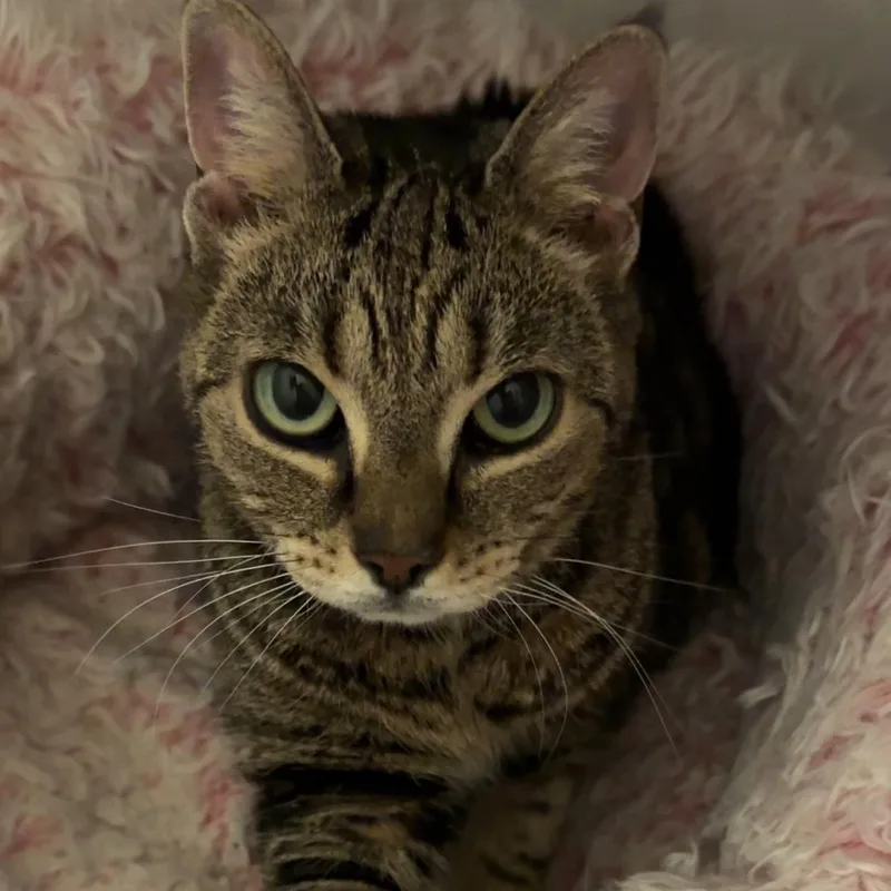 Juliette thumbnail 3