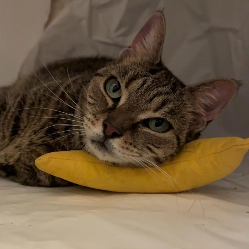 Juliette thumbnail 4