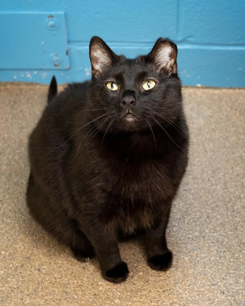 An adult medium-sized female Domestic Short Hair cat named Dessie for adoption in Boone, IA