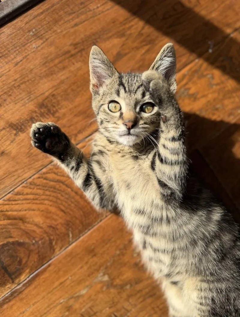 A baby medium-sized male Tabby (Brown / Chocolate) Domestic Short Hair cat named Chip for adoption in Eugene, OR