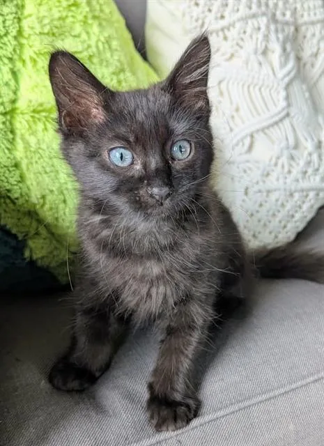 A baby small-sized female Domestic Long Hair cat named Zuul for adoption in Kent, WA