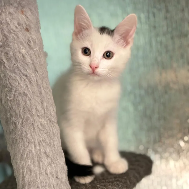 A baby small-sized male White Domestic Short Hair cat named Tongs for adoption in South Elgin, IL
