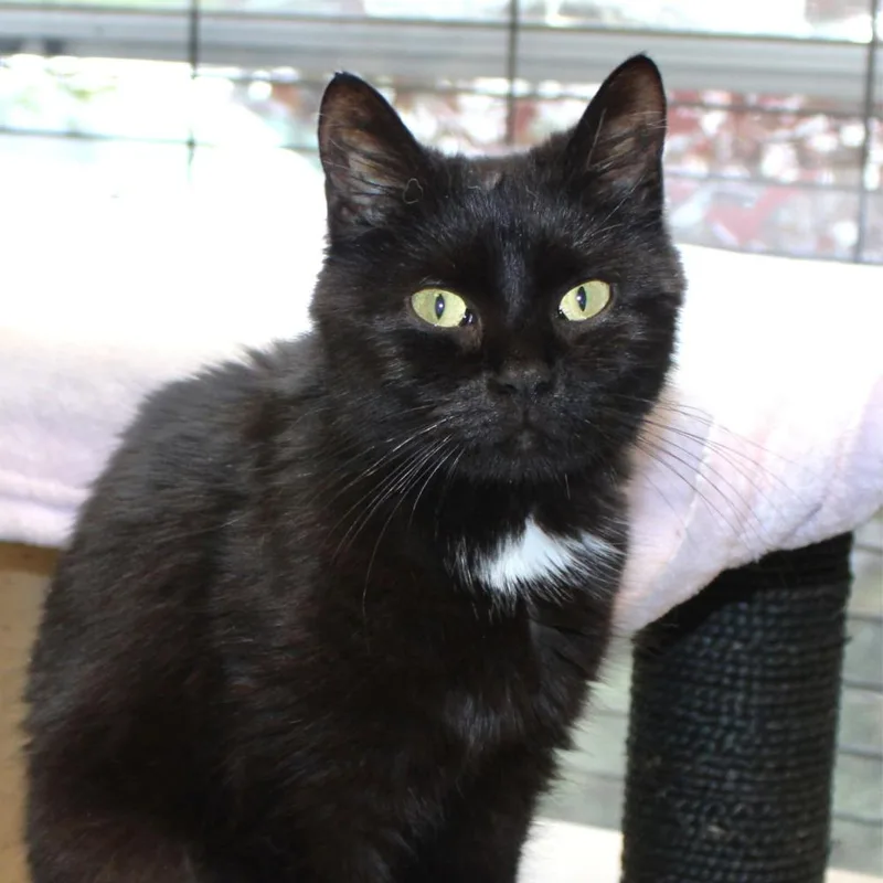 An adult small-sized female Domestic Short Hair cat named Abigail for adoption in Port Washington, NY
