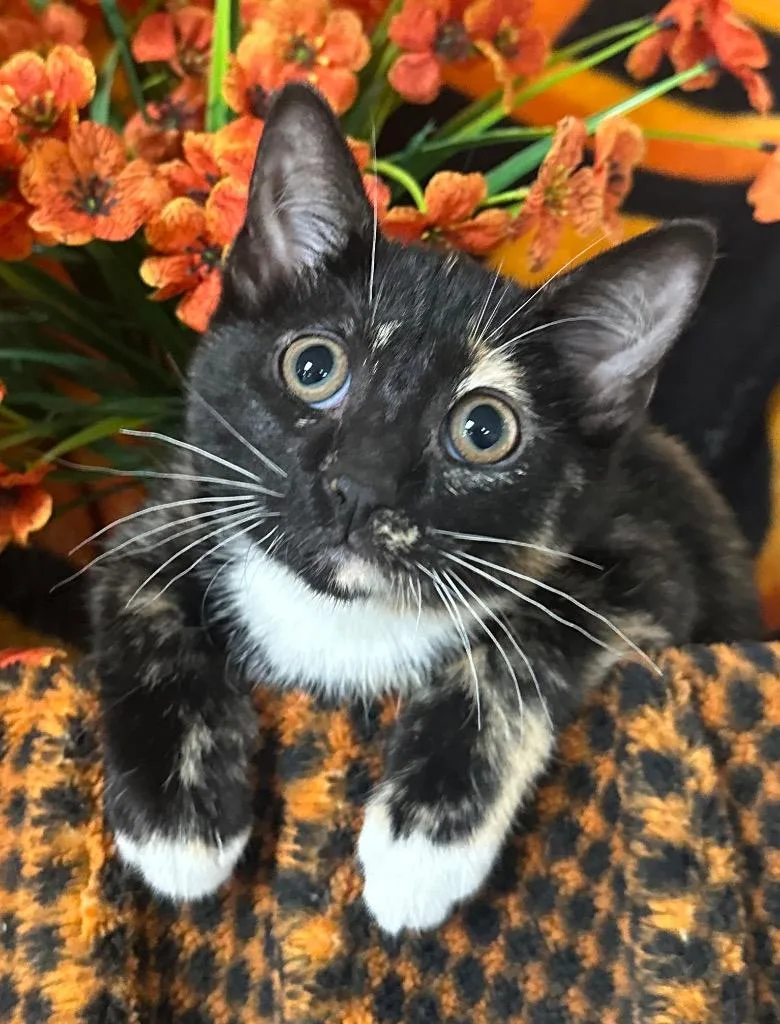 A baby small-sized female Domestic Short Hair cat named Christina for adoption in Stillwater, OK
