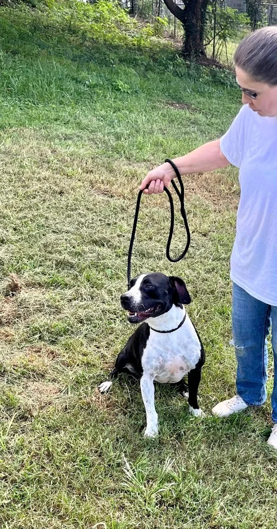 An adult medium-sized female Black Mixed Breed dog named Chelsea for adoption in kingsland, GA