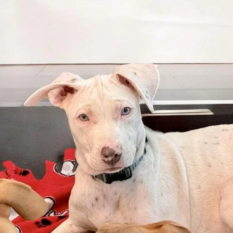 An adult medium-sized female White / Cream Mixed Breed dog named Alessi for adoption in Joliet, IL