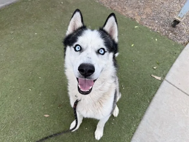 An adult large-sized male Husky dog named Spike for adoption in Phoenix, AZ