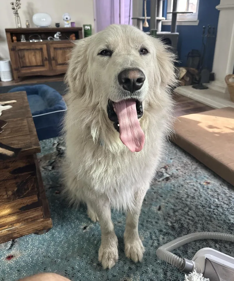 An adult extra large-sized male Great Pyrenees dog named Fletch for adoption in Garland, TX