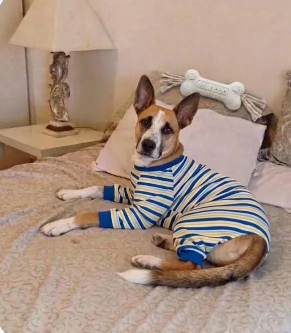 Butters Your Snuggle Buddy thumbnail 3