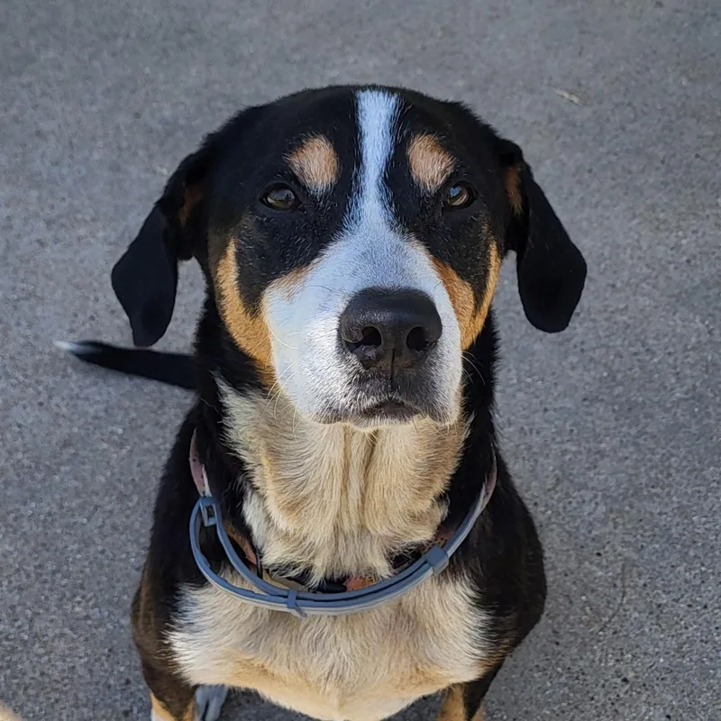 An adult medium-sized female Tricolor (Brown, Black, & White) Mountain Dog dog named Callie for adoption in Rockdale, TX