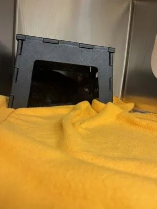 An adult medium-sized female Black Domestic Short Hair cat named Void Music for adoption in Wichita, KS