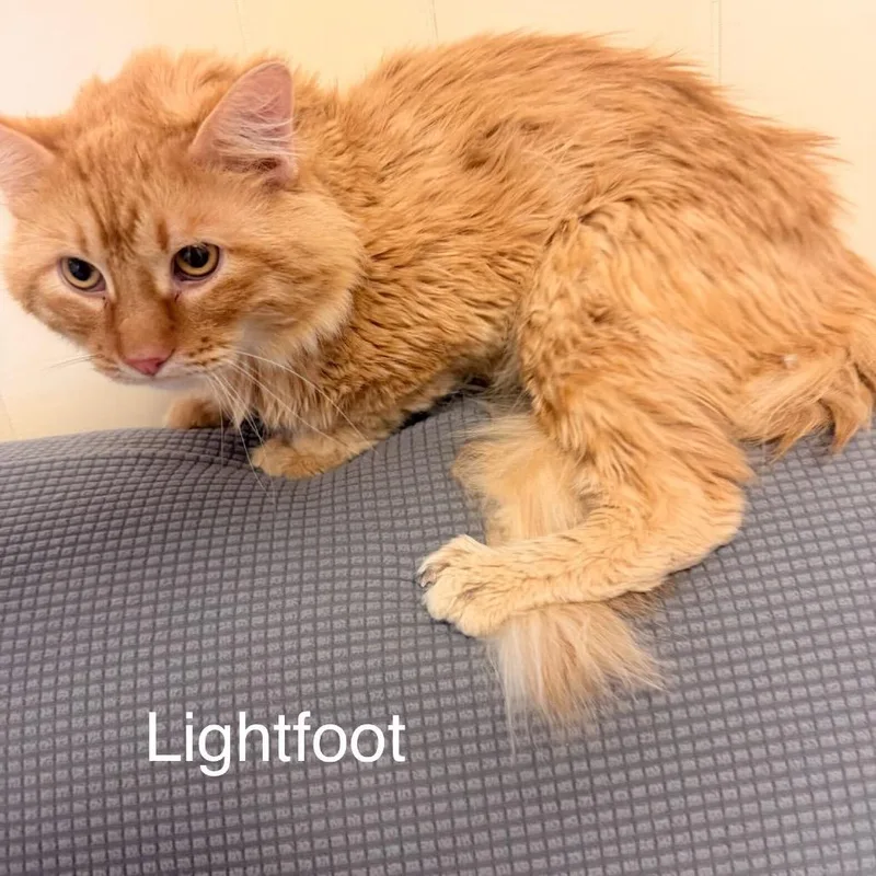 Lightfoot Meet Me At