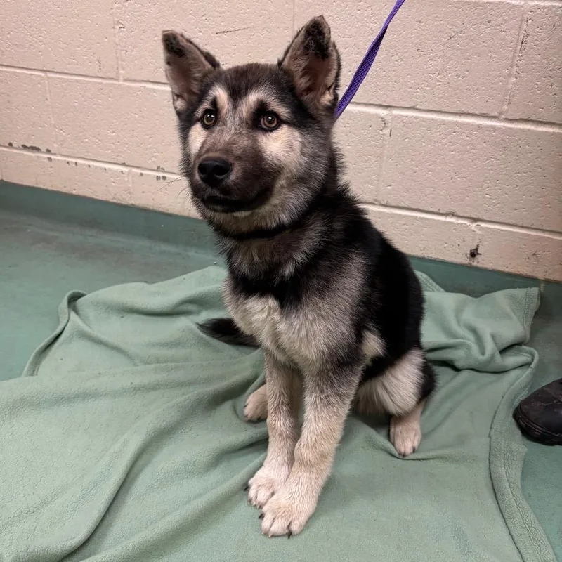 A baby small-sized male Black Mixed Breed dog named Benny for adoption in Memphis, TN