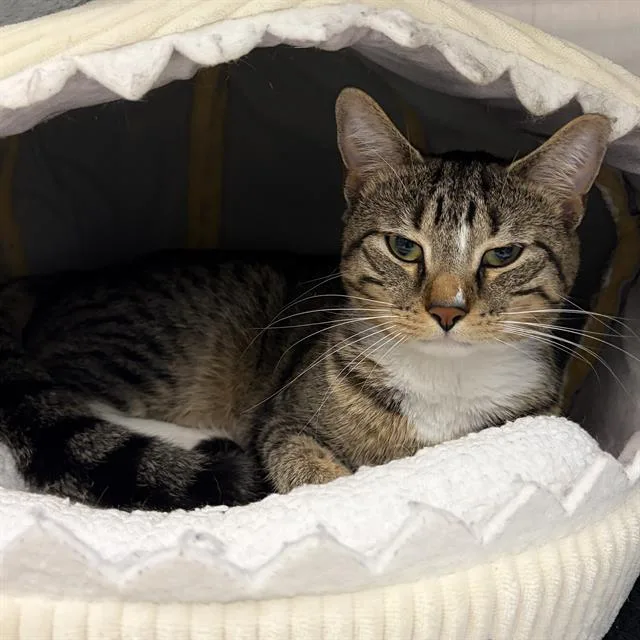 A young small-sized male Domestic Short Hair cat named Milo Pie for adoption in Centerville, MA