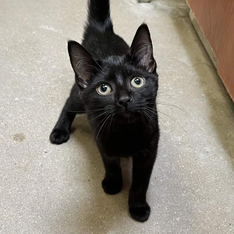 A baby small-sized female Domestic Short Hair cat named Sidney Prescott for adoption in York, PA
