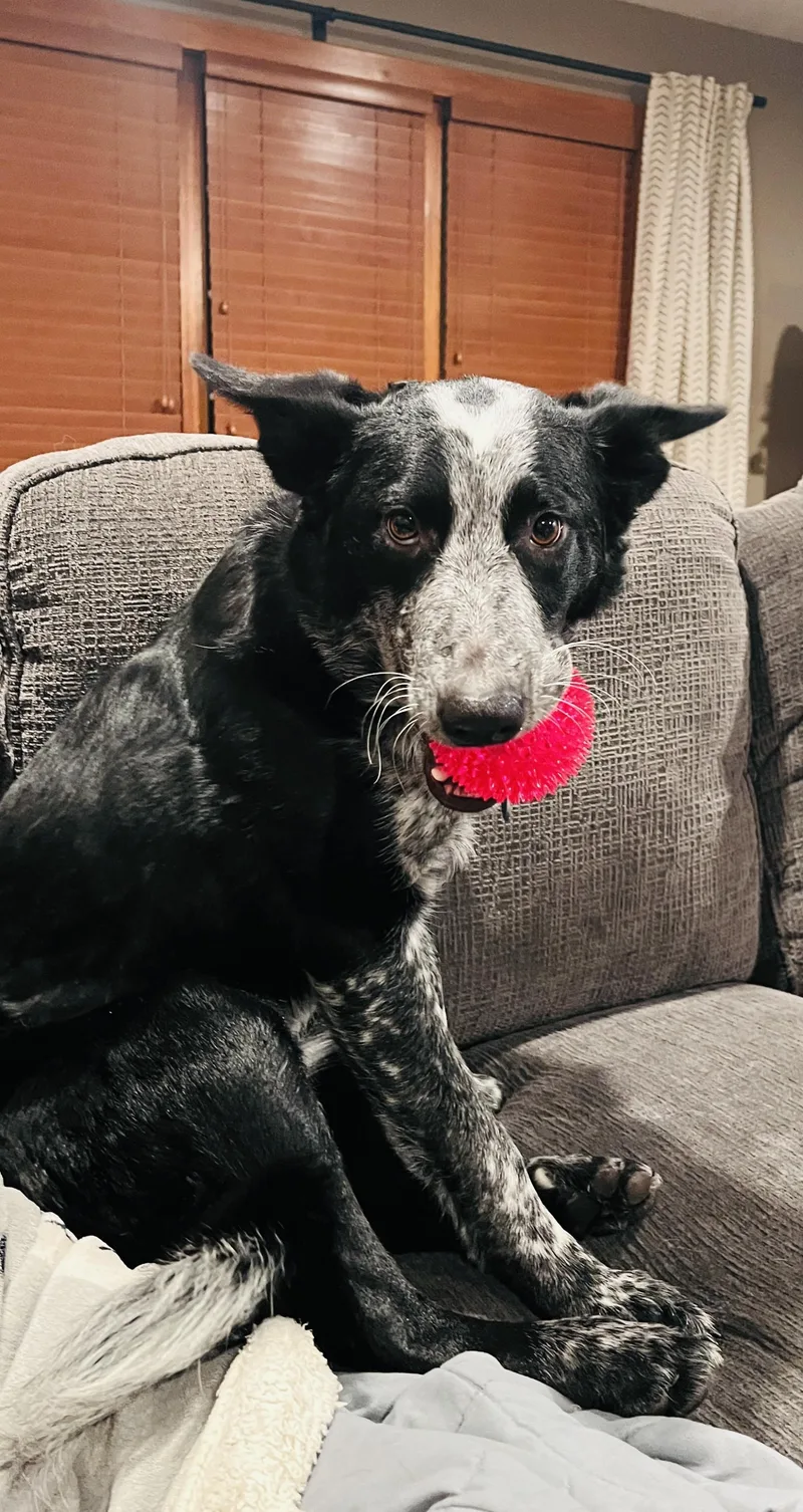 A young medium-sized male Black Mixed Breed dog named Auzzie for adoption in Sioux Falls, SD