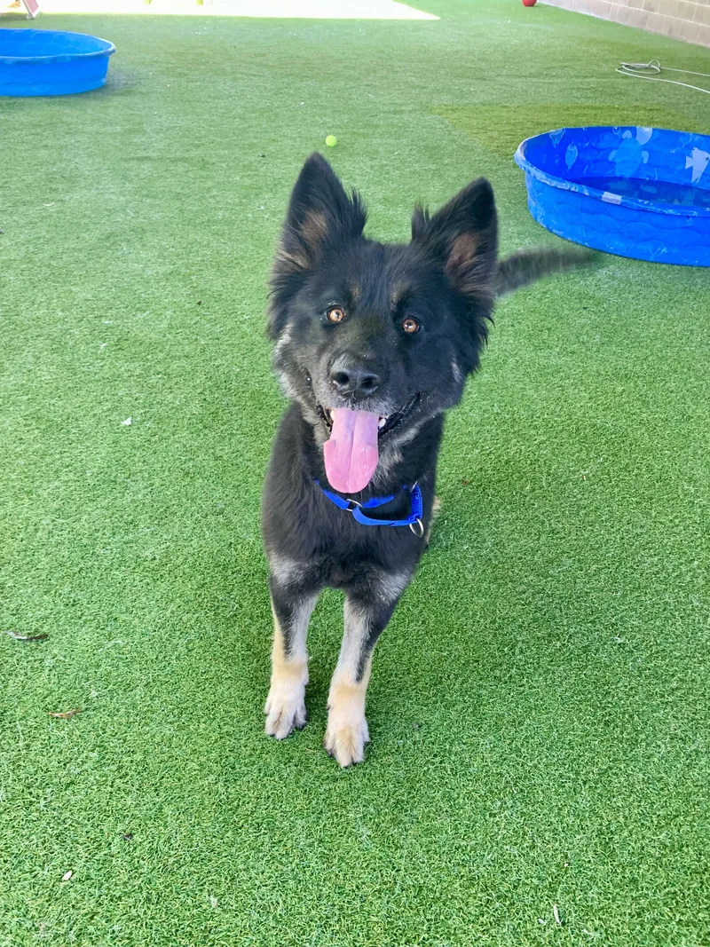A young large-sized male Black Shepherd dog named Duffy for adoption in Grass Valley, CA
