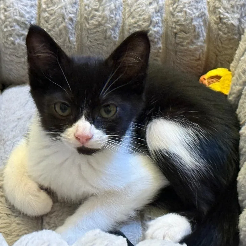 A baby small-sized male Black Domestic Short Hair cat named Oat Milk Latte for adoption in Los Angeles, CA