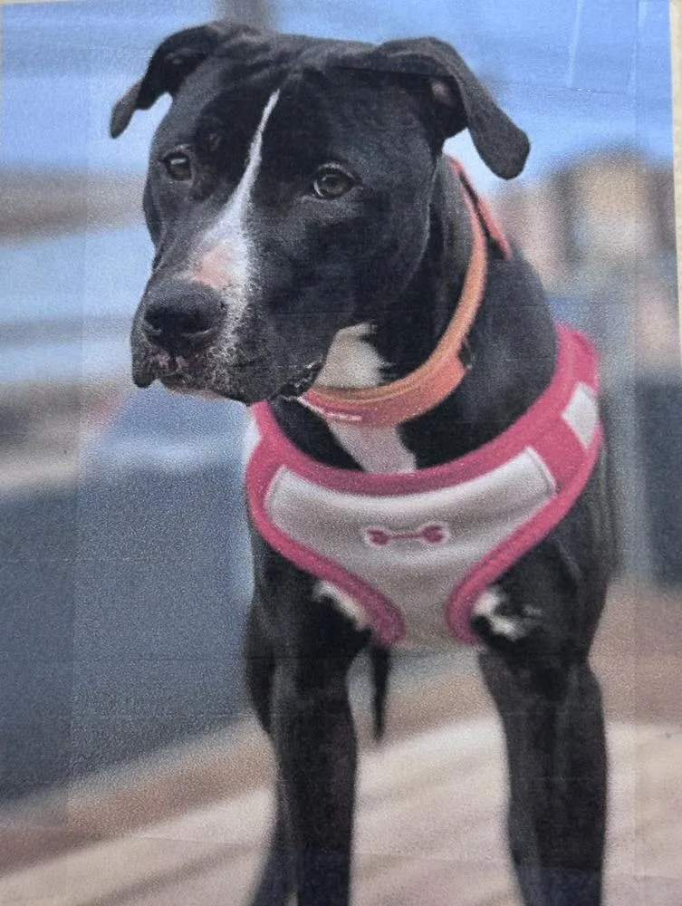 An adult large-sized female Tricolor (Brown, Black, & White) Pit Bull Terrier dog named Misty Freeport for adoption in Westbury, NY
